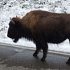Snowed In Bison Jam